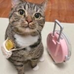 huangxinzhi5的头像-VAM®克苏恩资源社区