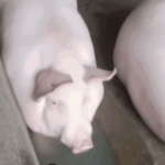 vmod2023的头像-VAM®克苏恩资源社区