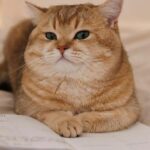 wer787878的头像-VAM®克苏恩资源社区